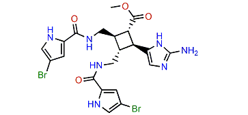 Methyl nakamuric acid